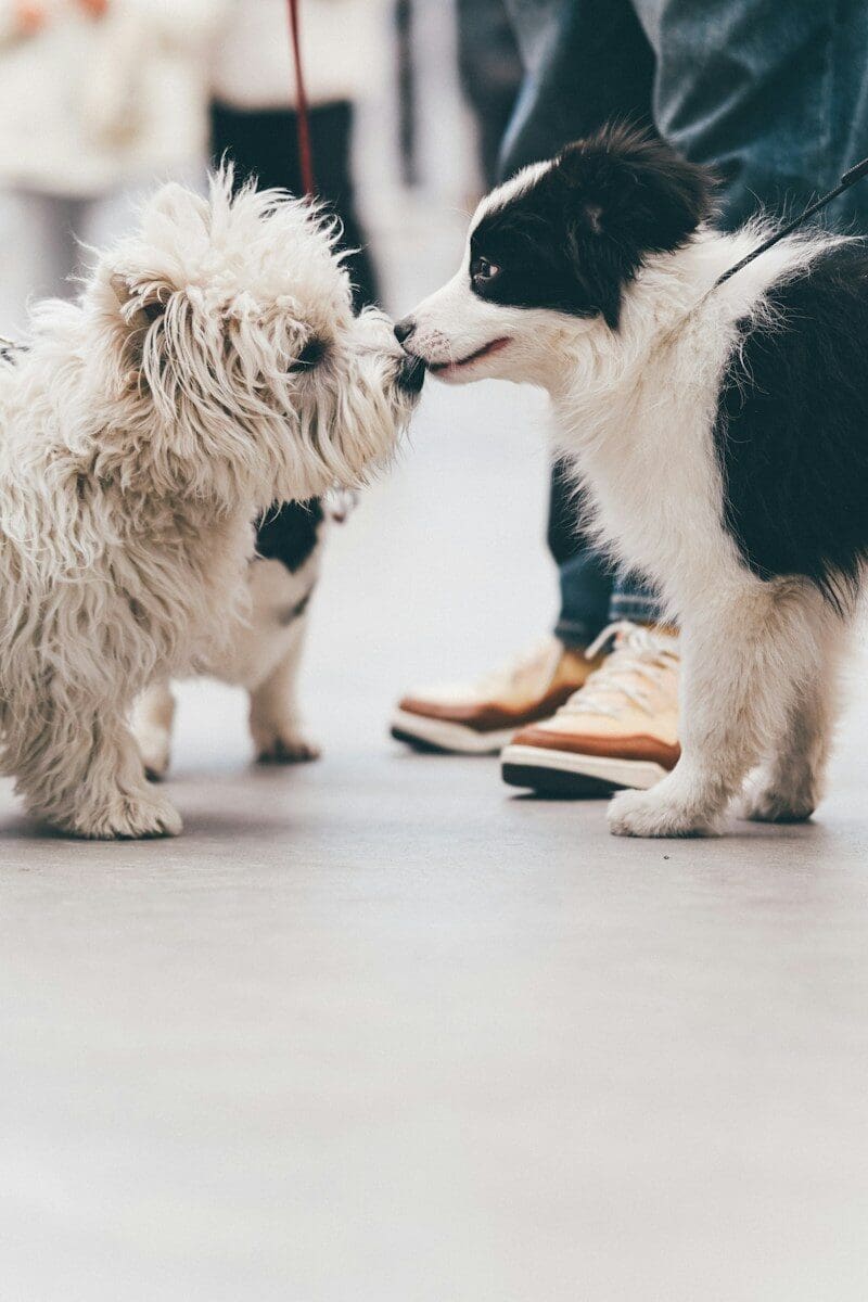 Your Pet Is Already Sick. Is It Too Late to Get Pet Insurance?
